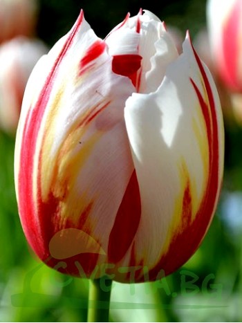  Лале (Tulipa 'Happy Generation') T15